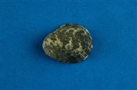 藏品(漁舟蜑螺)的圖片